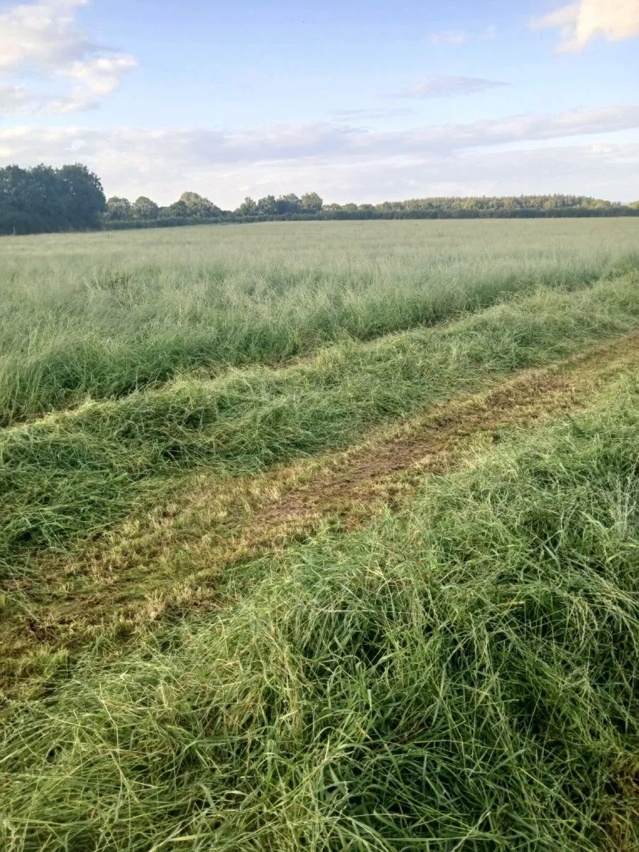 Round bales of Haylage - Image 2