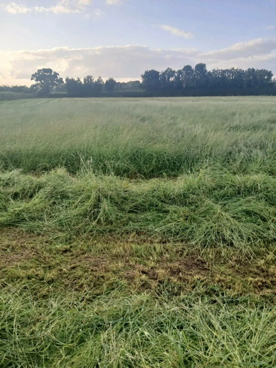 Round bales of Haylage - Image 3