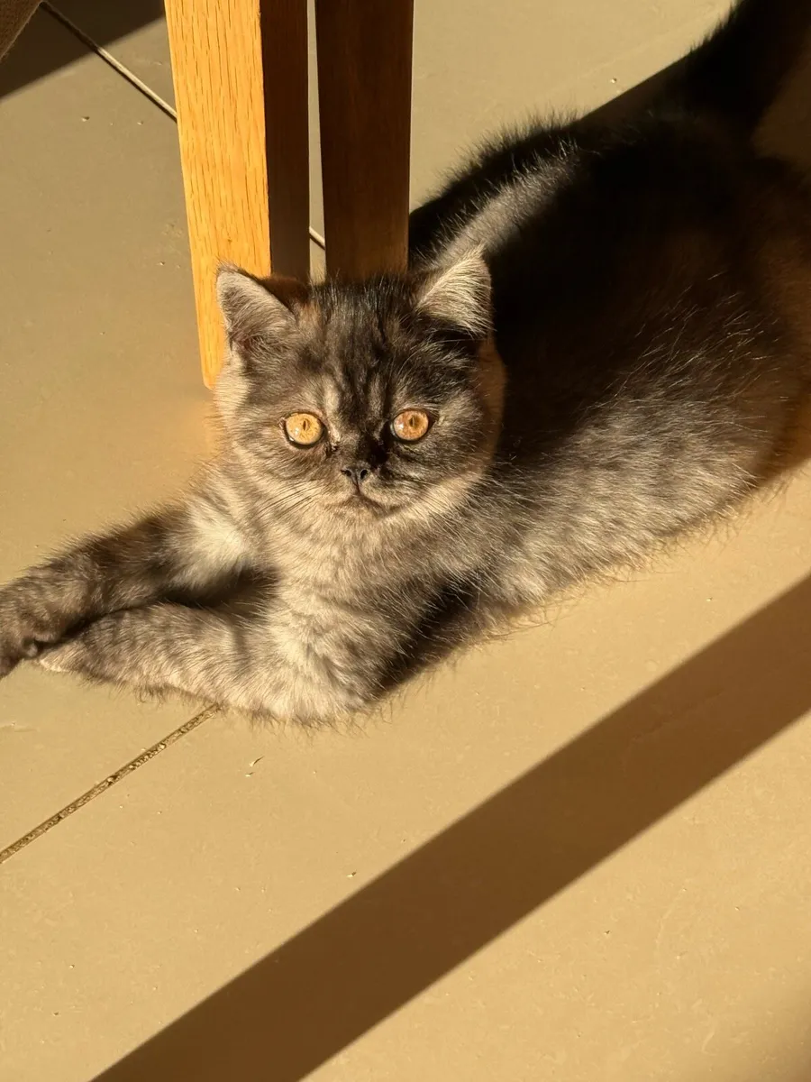 Persian Kittens - Image 1