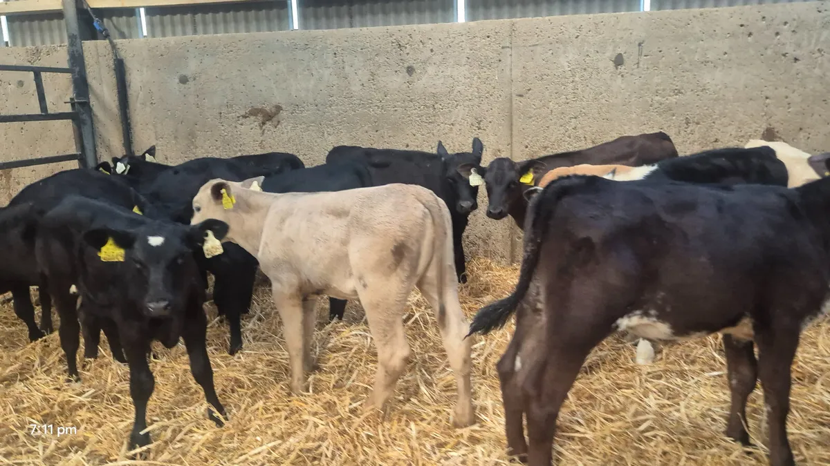 15 heifer calves for sale - Image 1