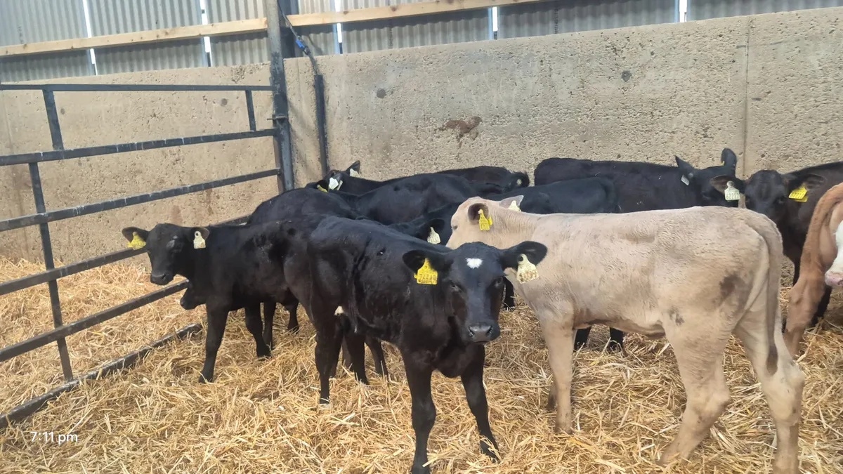 15 heifer calves for sale - Image 2