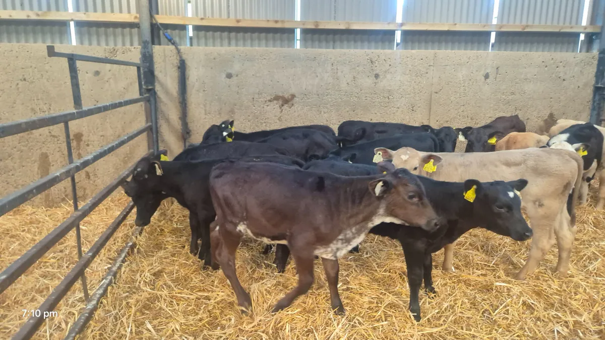 15 heifer calves for sale - Image 4