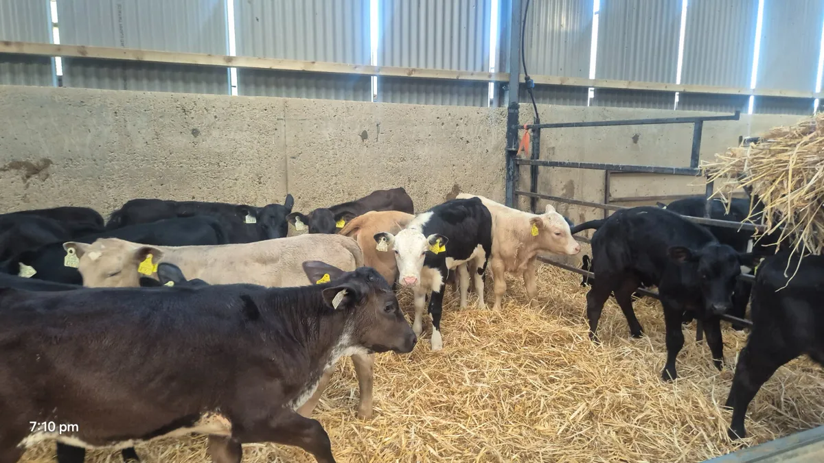 15 heifer calves for sale - Image 3
