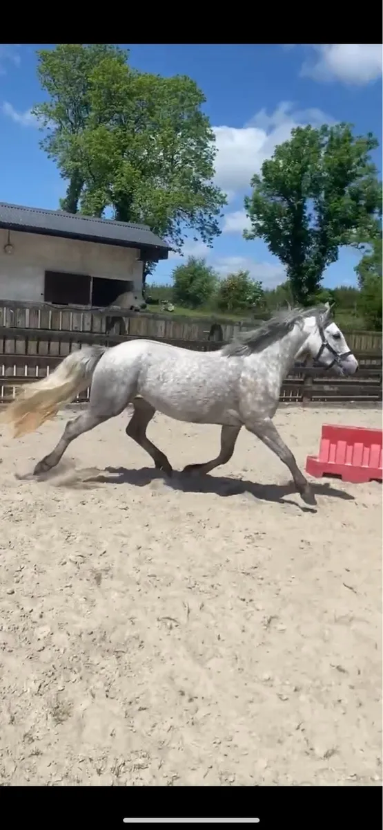 3yr old Connemara filly - Image 1