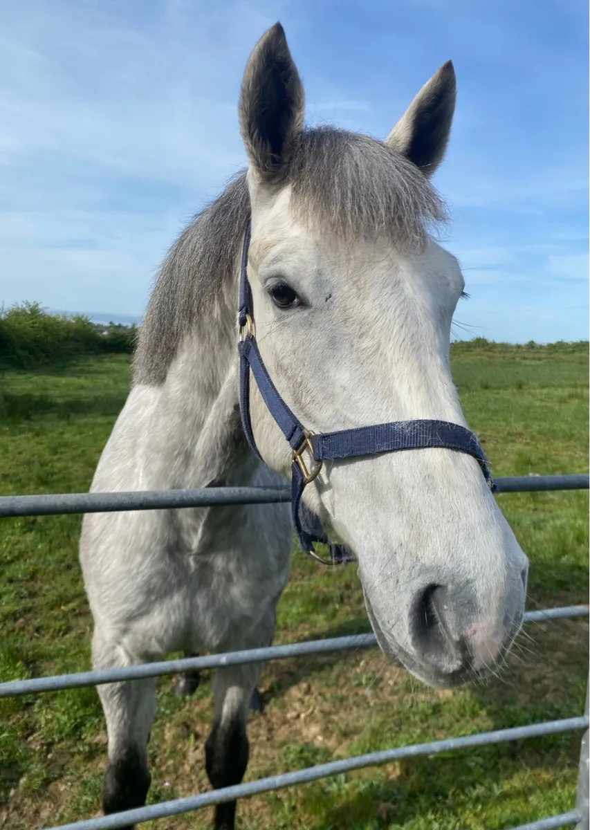 3yr old Connemara filly - Image 2