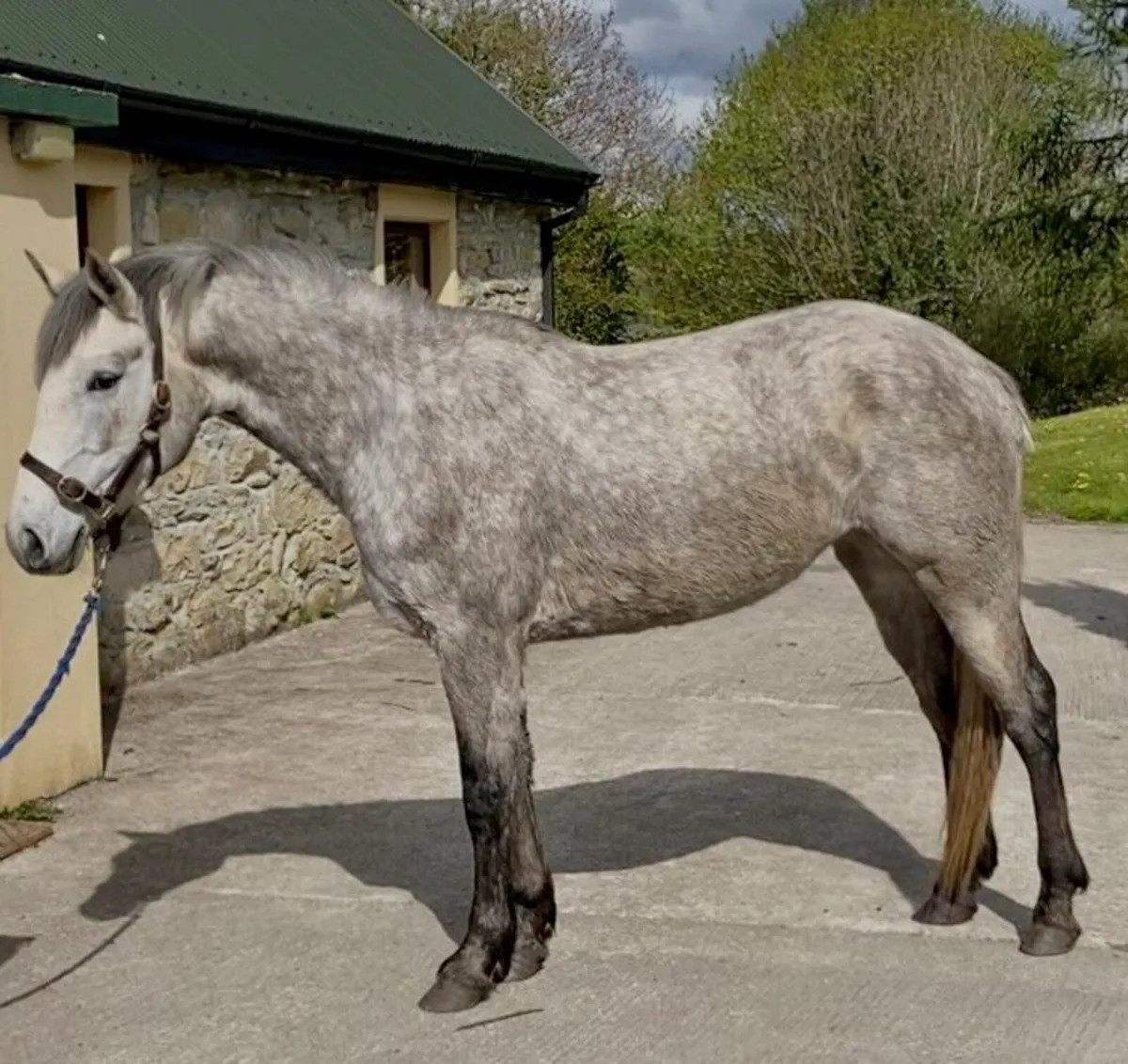 3yr old Connemara filly - Image 3