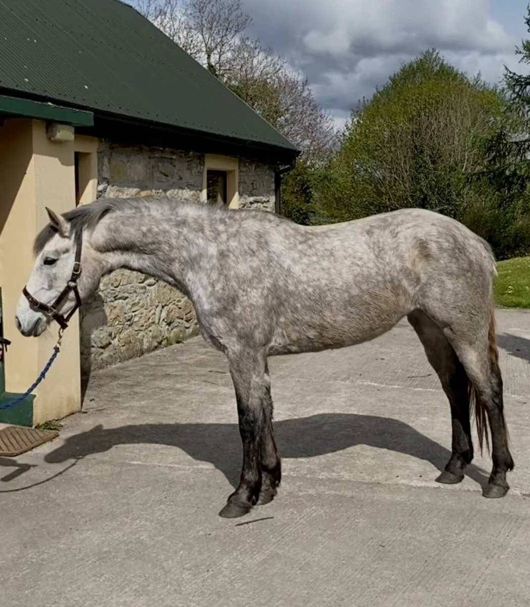 3yr old Connemara filly - Image 4