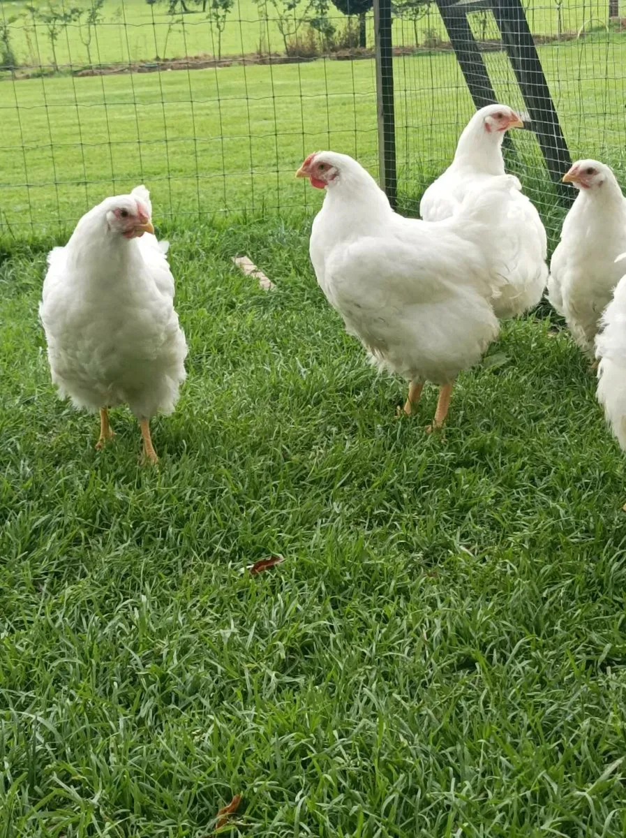 Poultry - Image 3