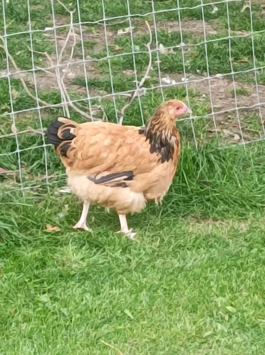 Poultry - Image 4