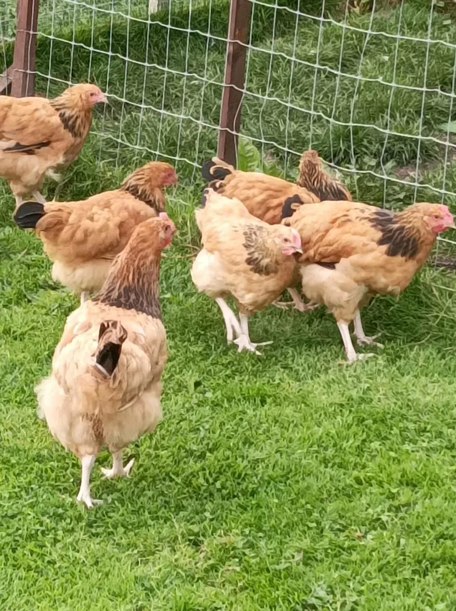 Poultry - Image 4