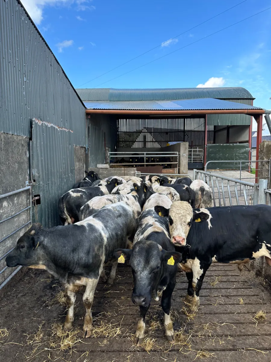 Blue feeding bulls - Image 4