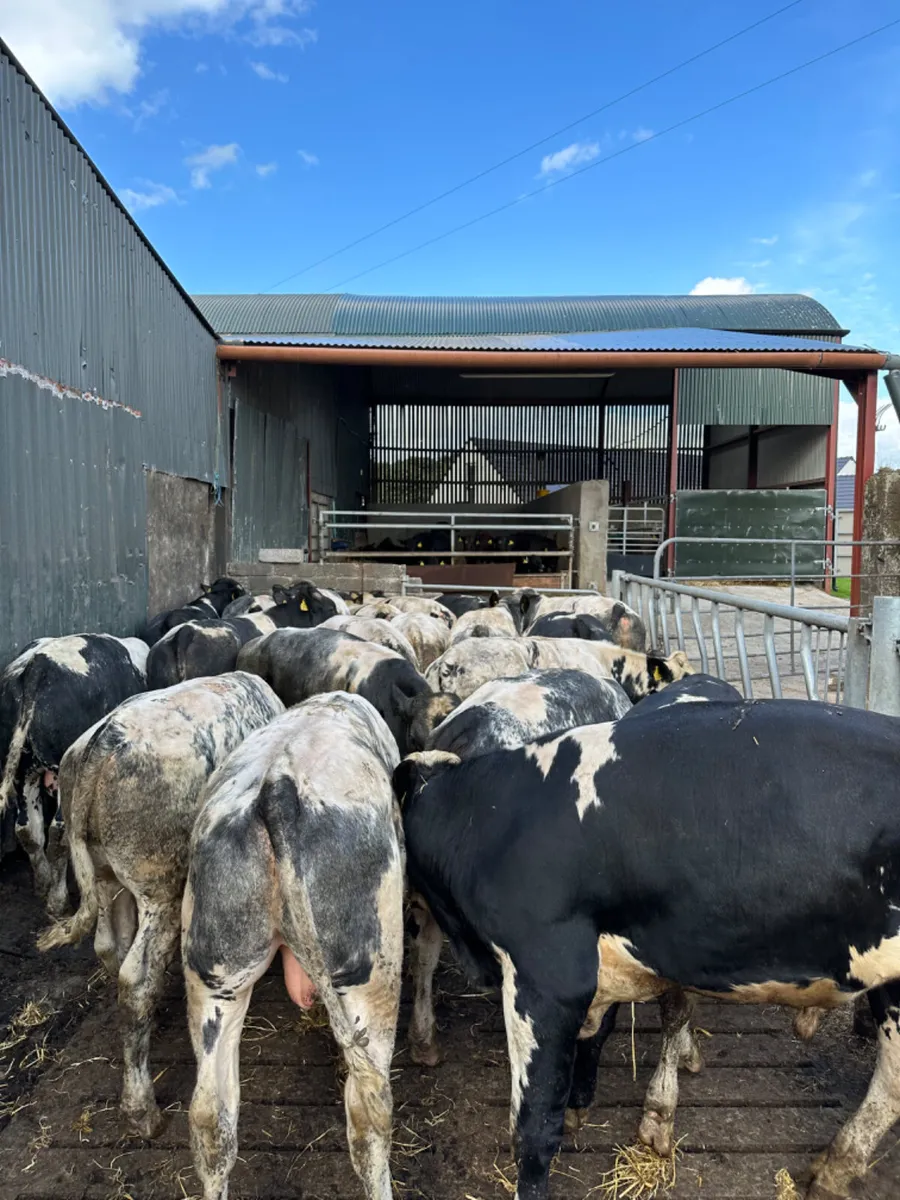 Blue feeding bulls - Image 1