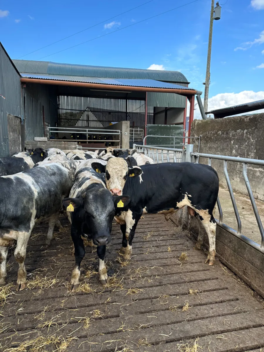 Blue feeding bulls - Image 3