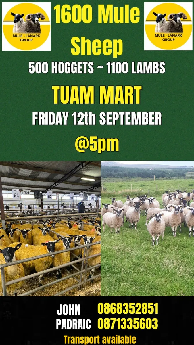 Mule Lanark Sale - Image 1