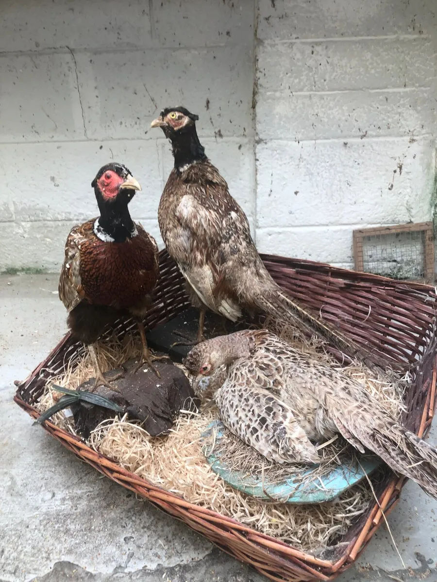 Taxidermy - Image 1