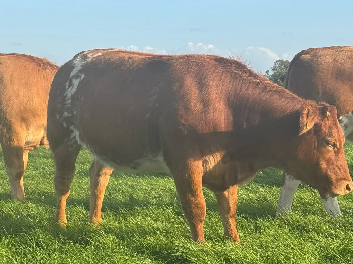 Super Breeding Heifers - Image 2