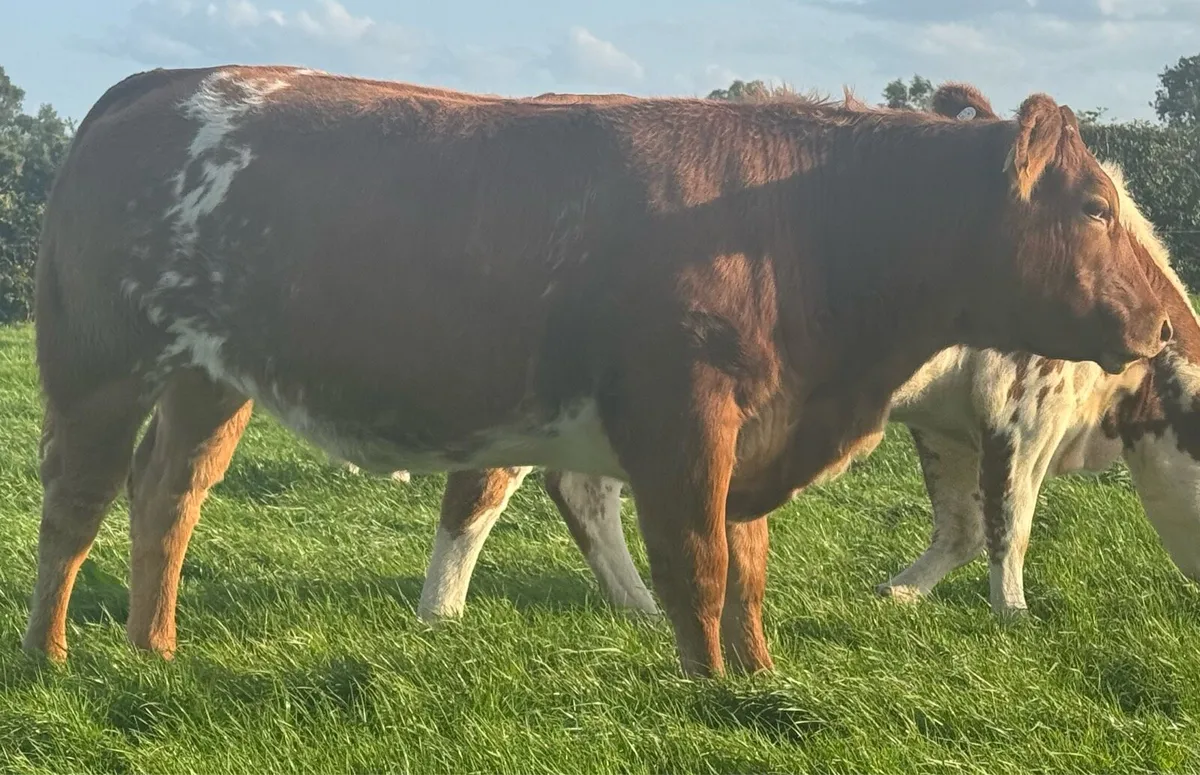 Super Breeding Heifers - Image 1