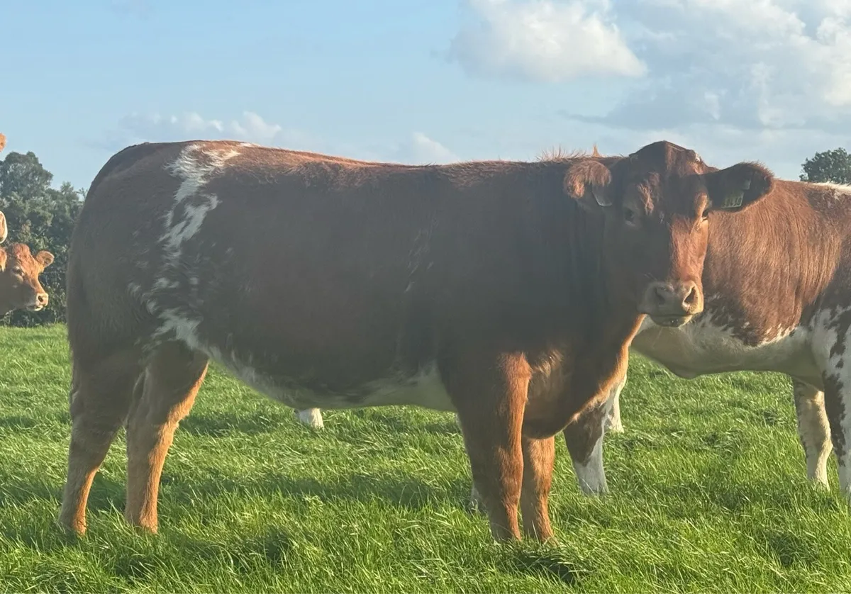 Super Breeding Heifers - Image 3