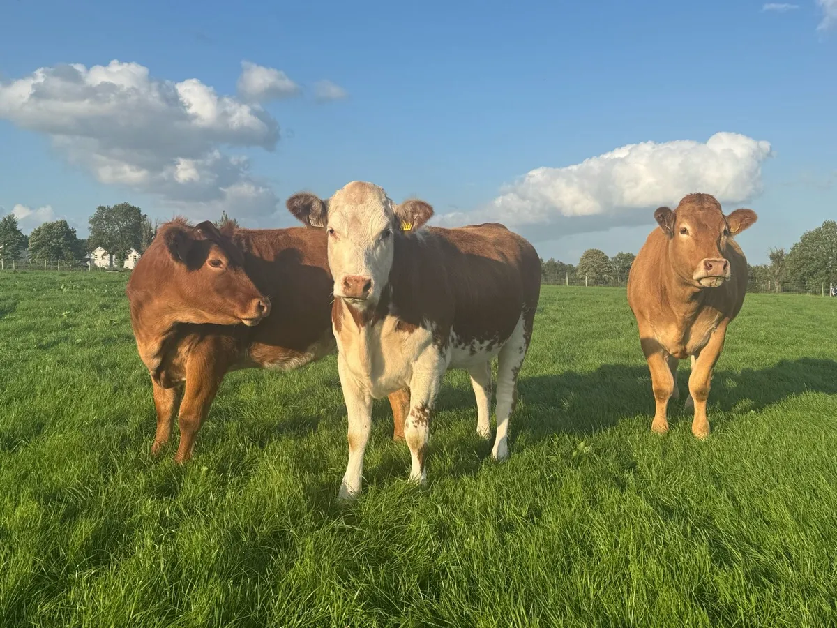 Super Breeding Heifers - Image 4