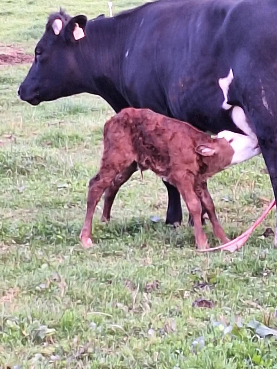 Lmx first calver freshly calved - Image 2
