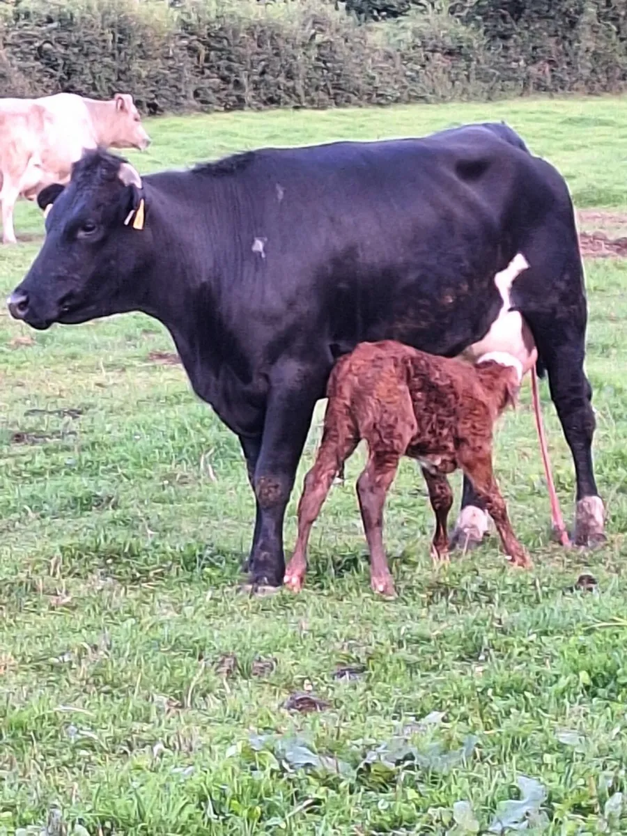 Lmx first calver freshly calved - Image 3