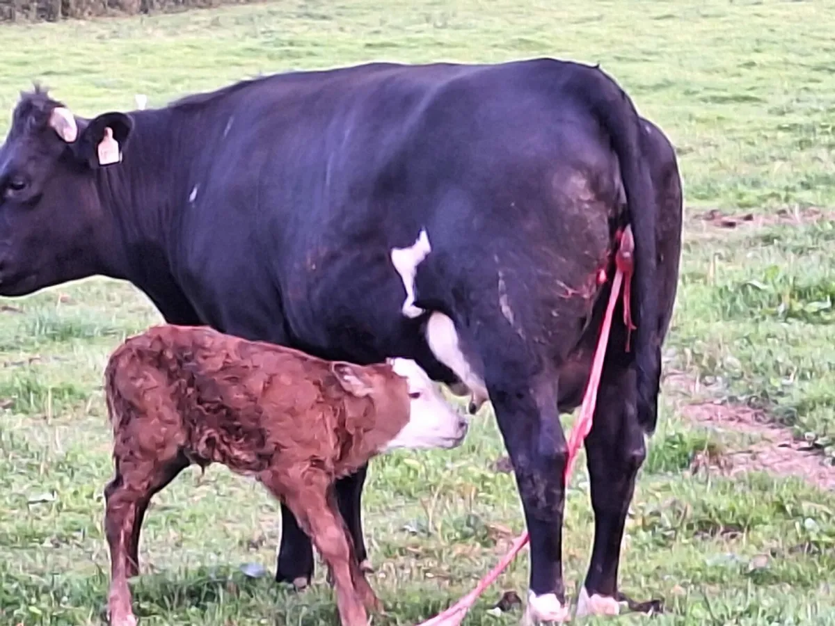 Lmx first calver freshly calved - Image 1