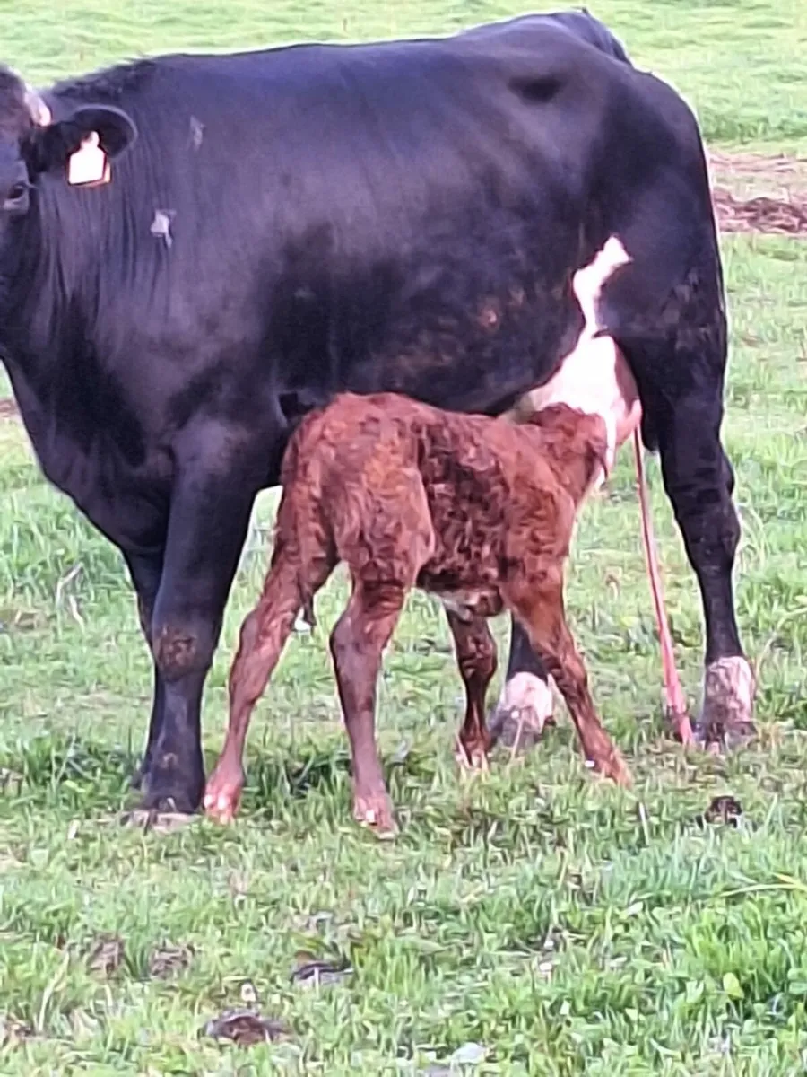 Lmx first calver freshly calved - Image 4