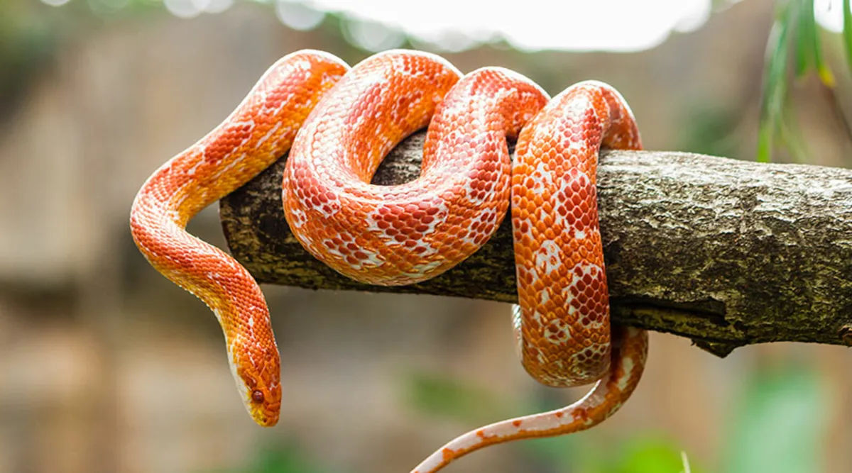 Corn Snake.must have experience with reptiles - Image 1