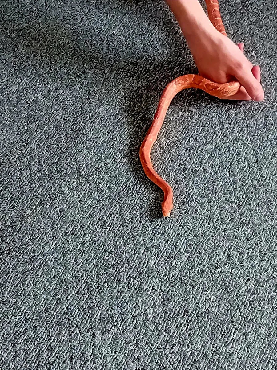 Corn Snake.must have experience with reptiles - Image 3