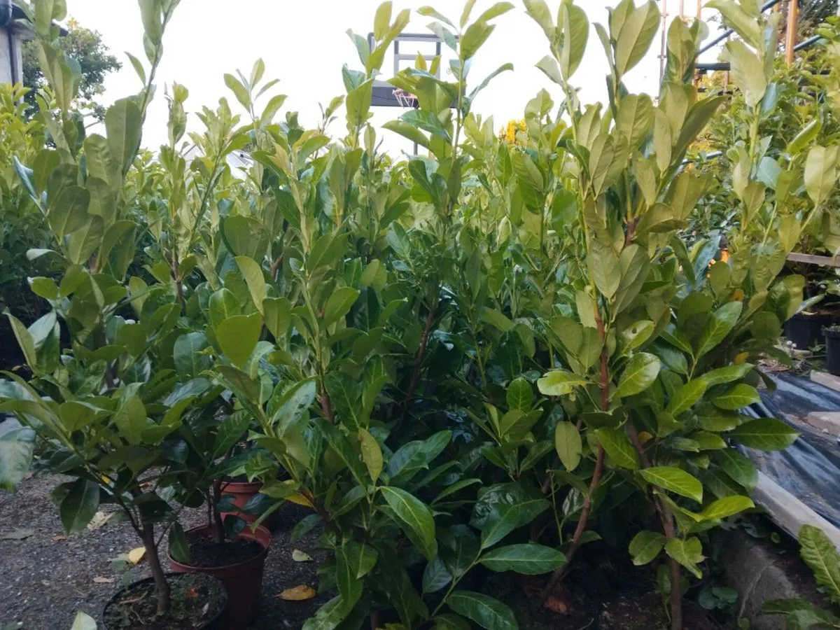 Instant Laurel Hedge - Image 1