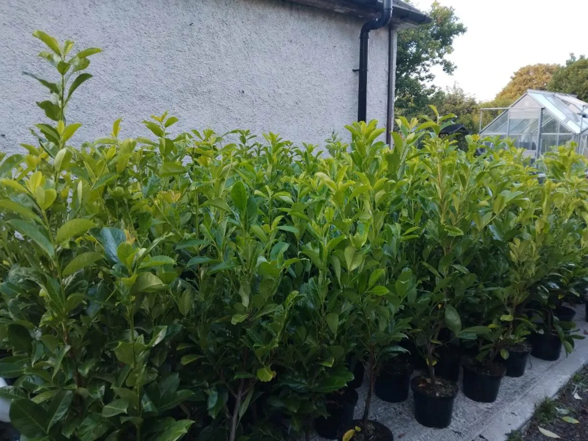 Instant Laurel Hedge - Image 2