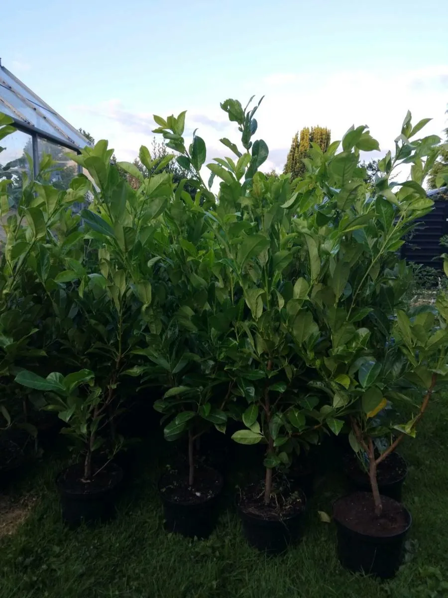 Instant Laurel Hedge - Image 3