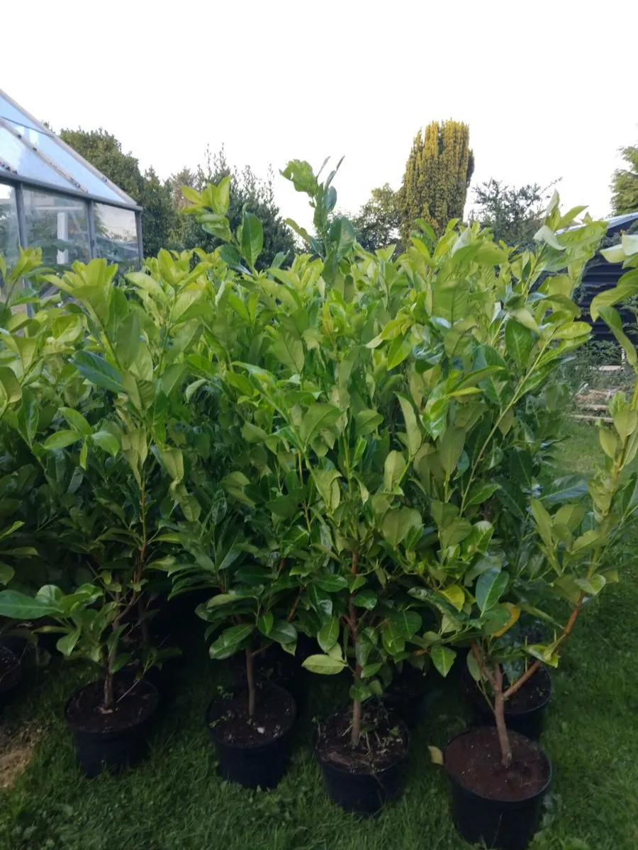 Instant Laurel Hedge - Image 4