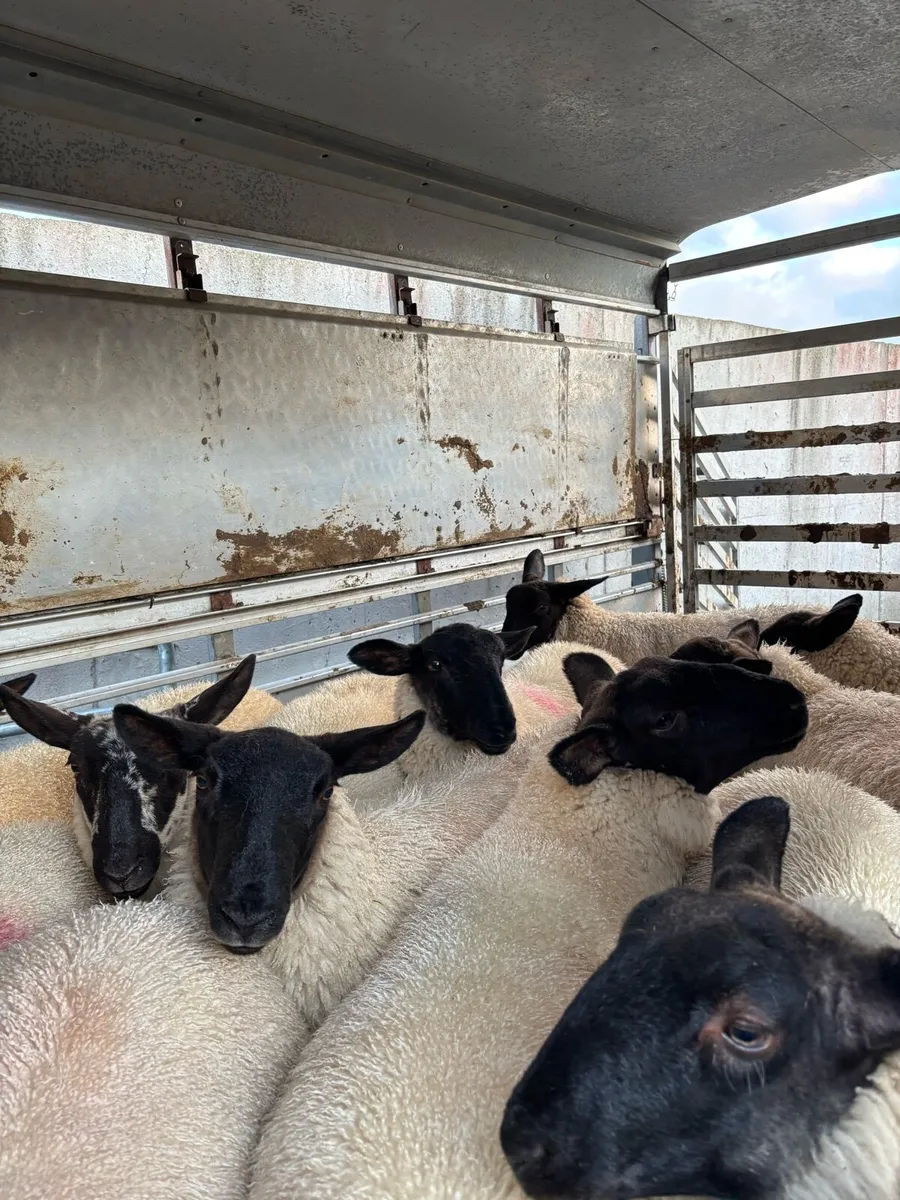 Suffolk X Ewe Lambs - Image 1