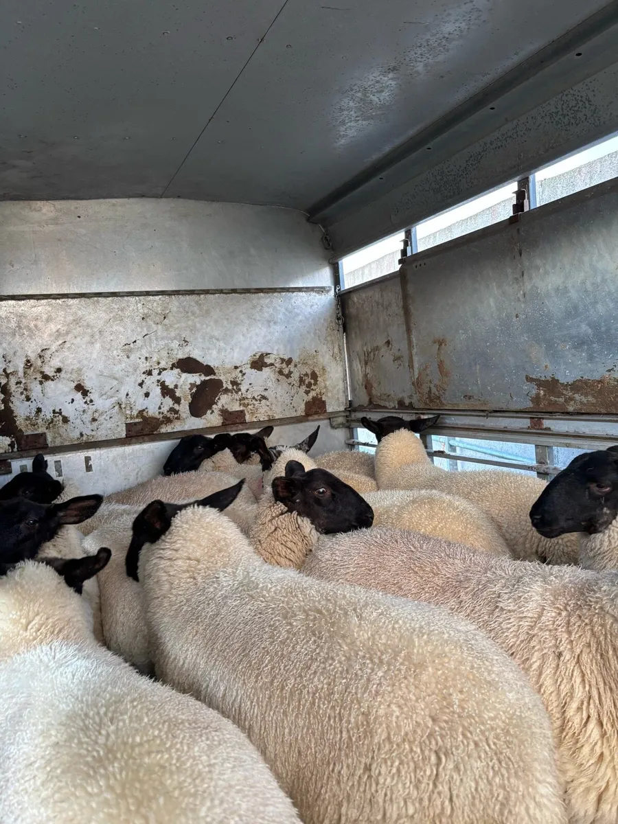 Suffolk X Ewe Lambs - Image 2