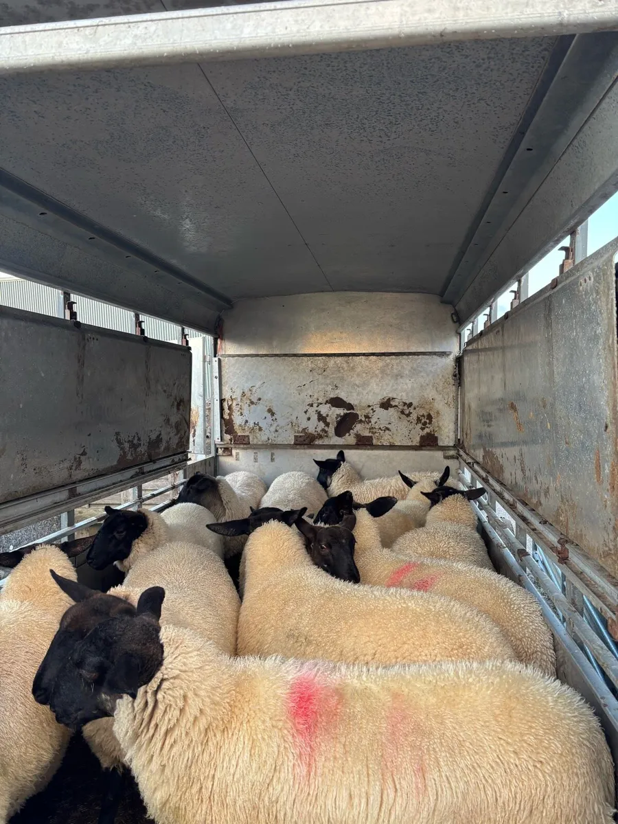 Suffolk X Ewe Lambs - Image 3