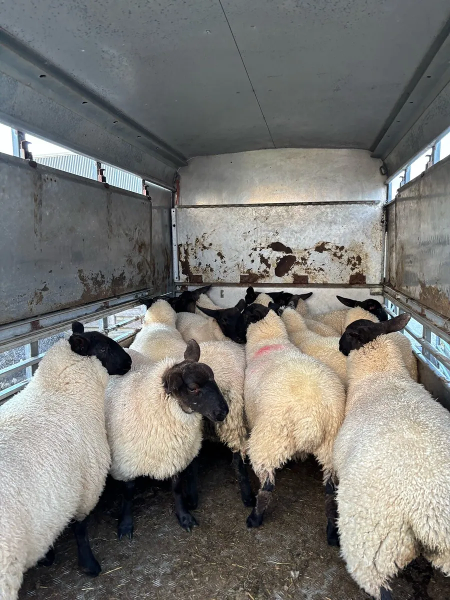 Suffolk X Ewe Lambs - Image 4