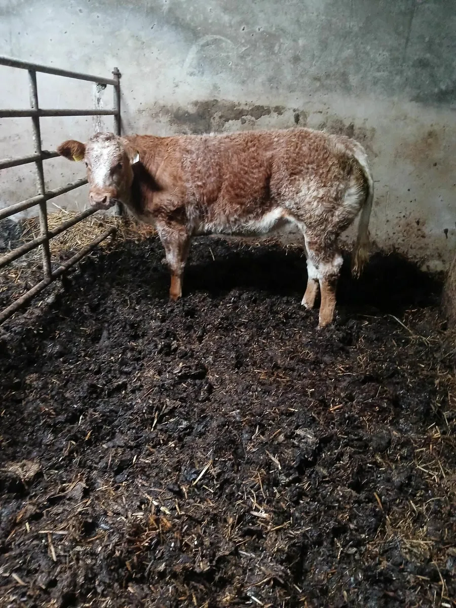 Roan heifer for sale - Image 3