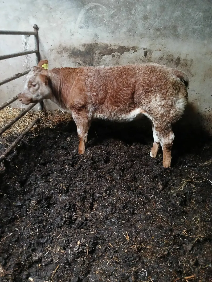 Roan heifer for sale - Image 4