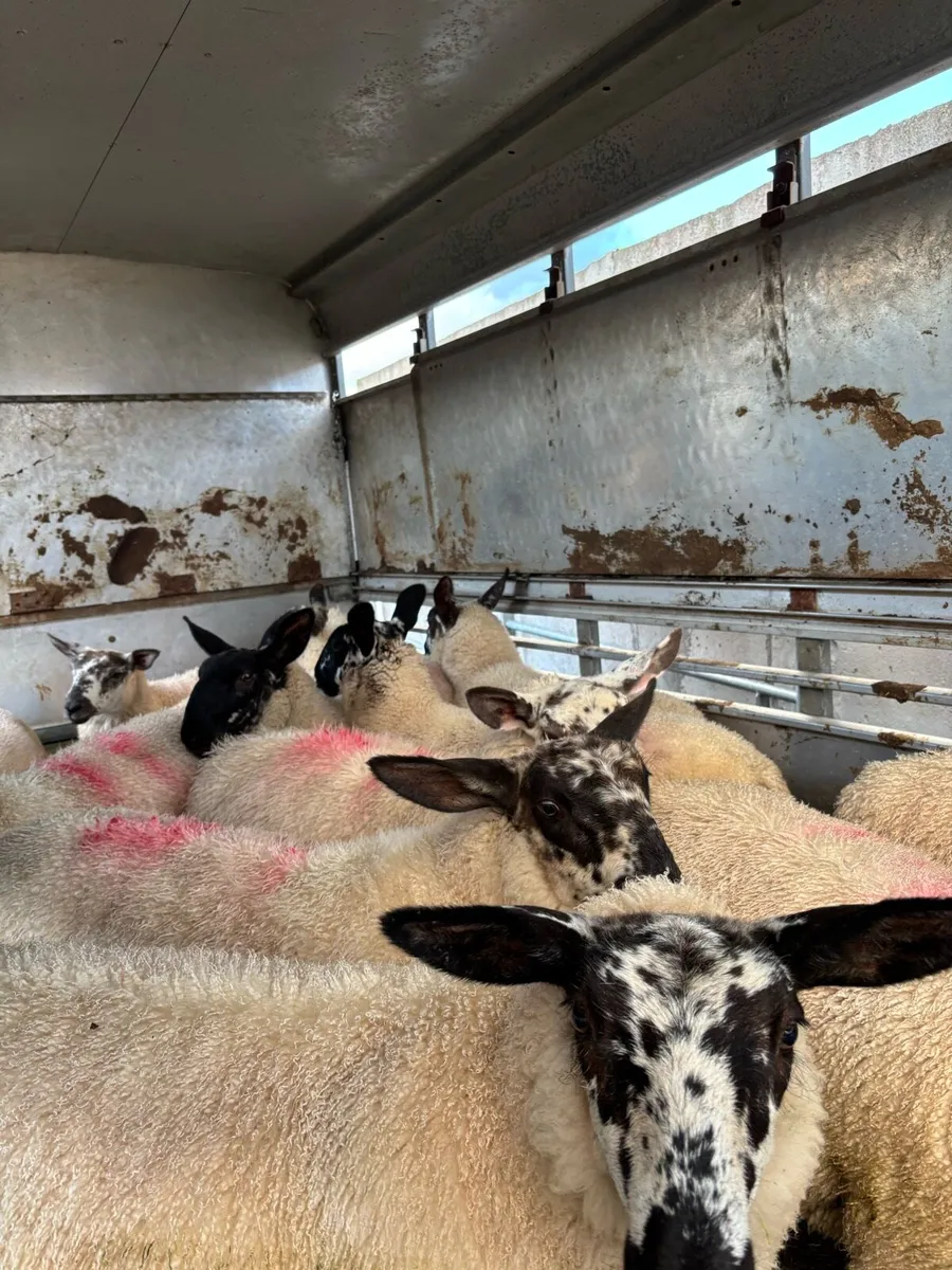 Suffolk X Milford Ewe Lambs - Image 1