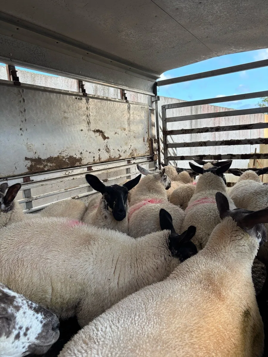 Suffolk X Milford Ewe Lambs - Image 2