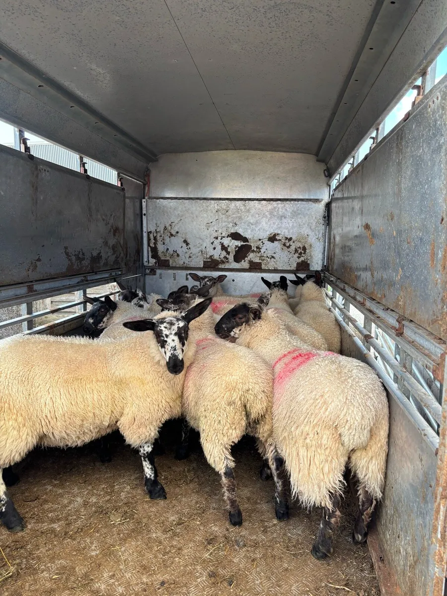 Suffolk X Milford Ewe Lambs - Image 3