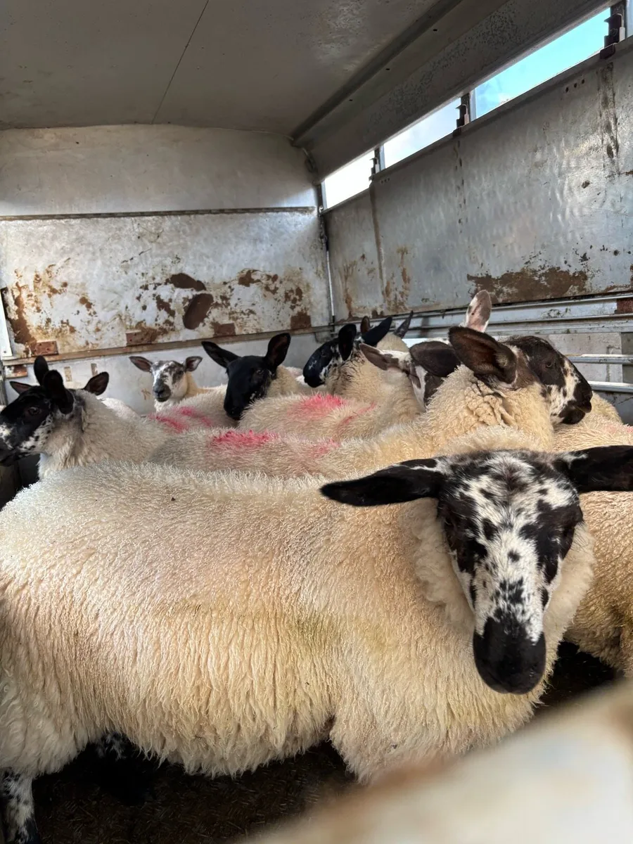 Suffolk X Milford Ewe Lambs - Image 4