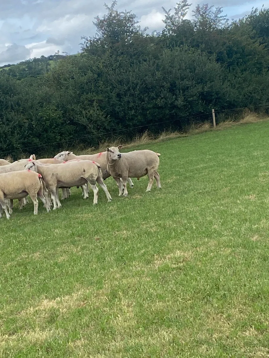 Breeding rams and ewe lambs - Image 1