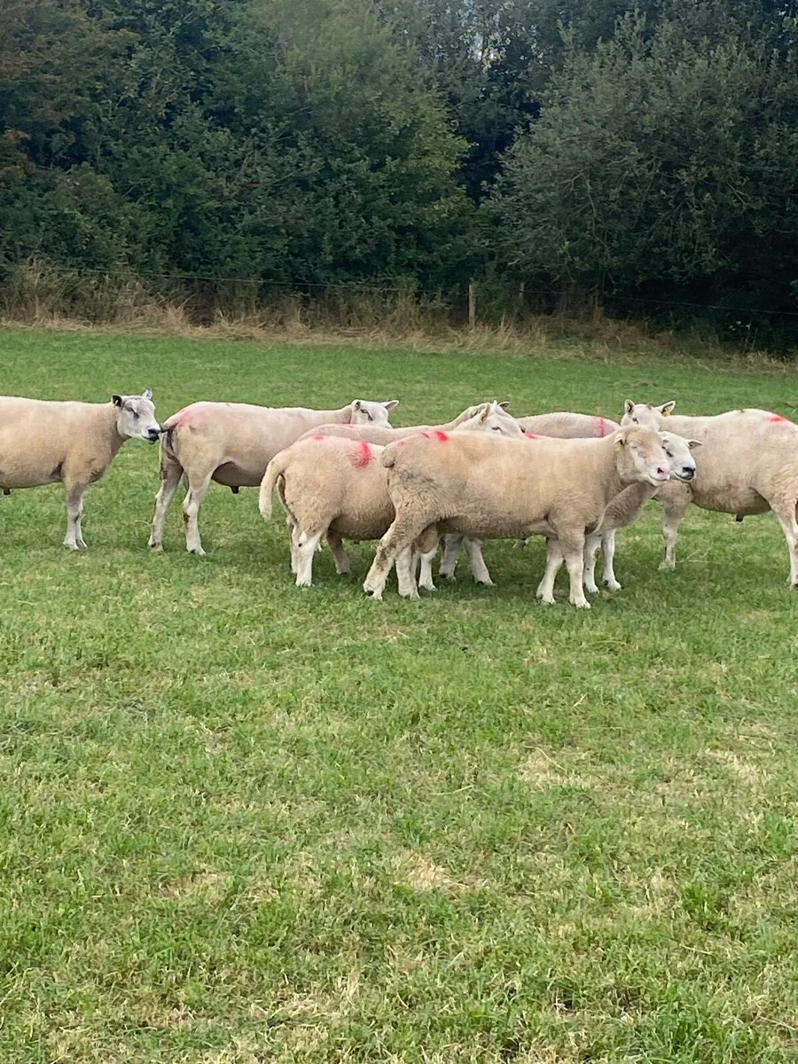 Breeding rams and ewe lambs - Image 2