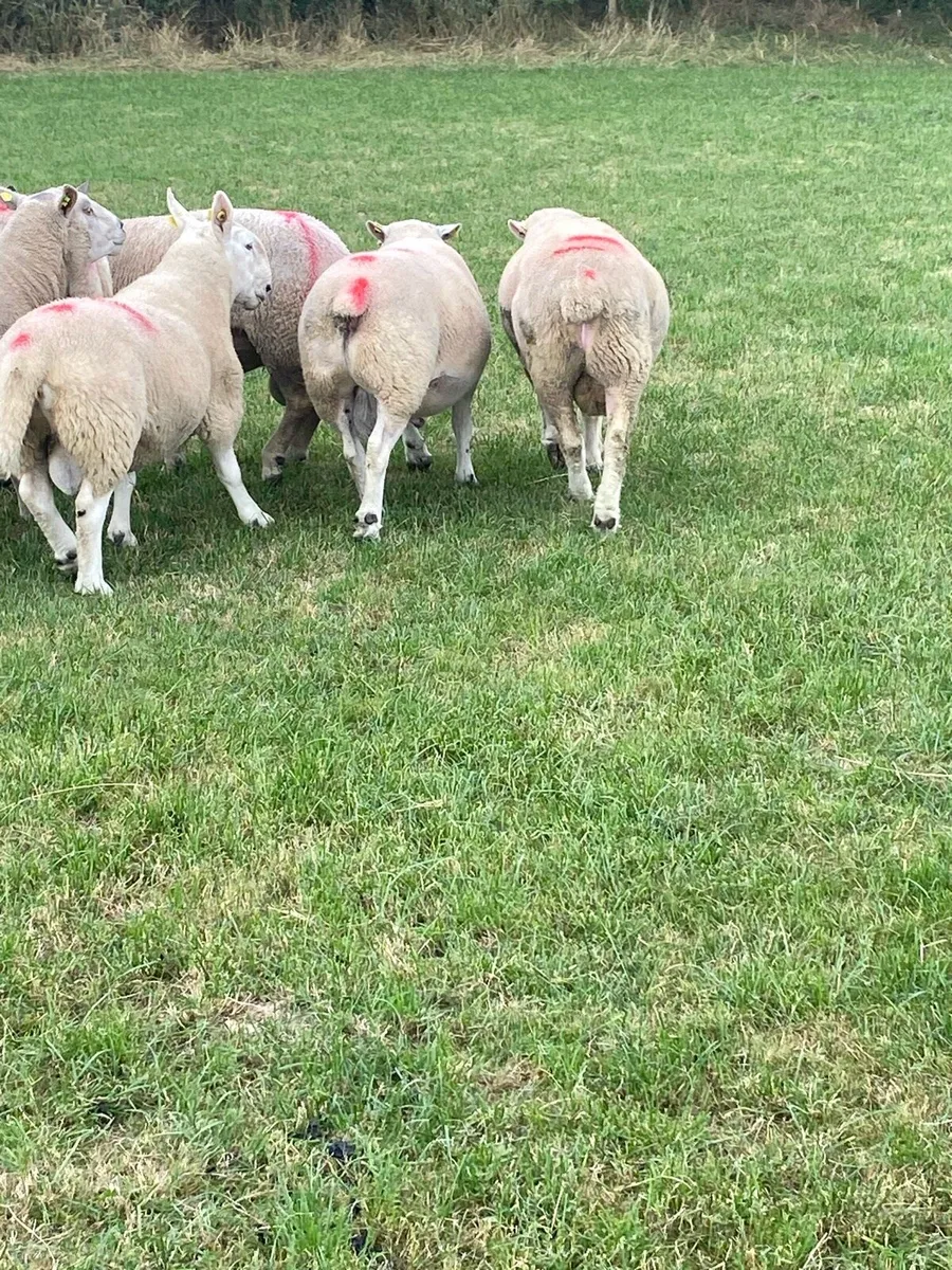 Breeding rams and ewe lambs - Image 3