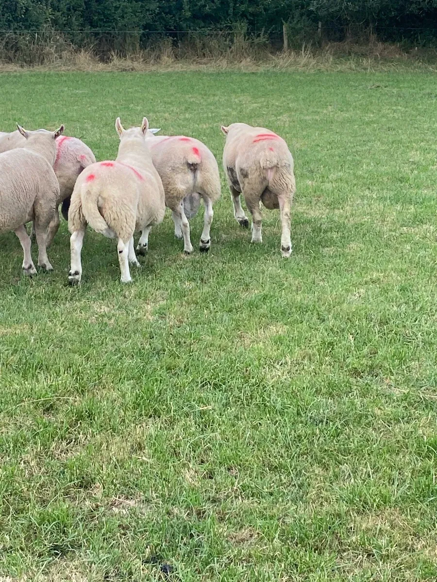 Breeding rams and ewe lambs - Image 4