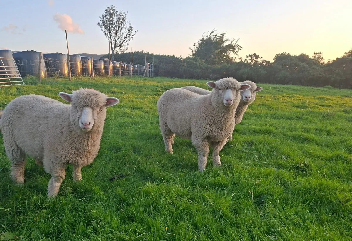 Sheep - Image 1