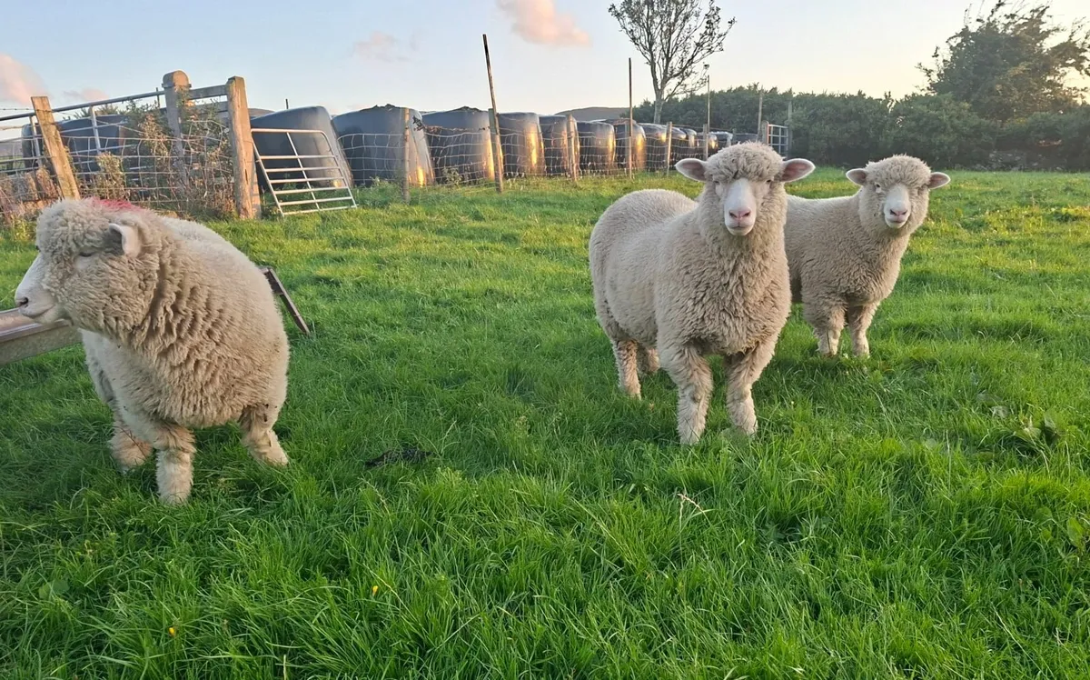 Sheep - Image 3
