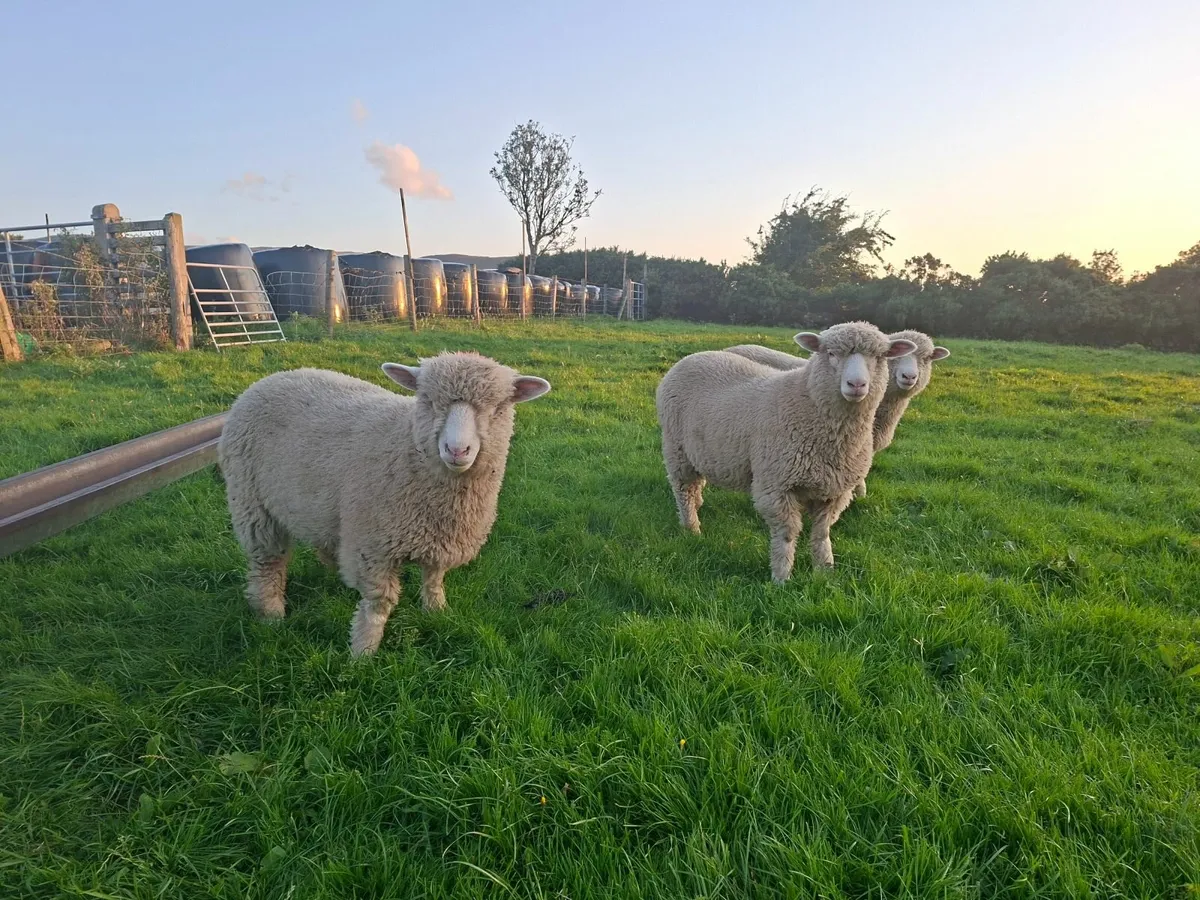 Sheep - Image 4